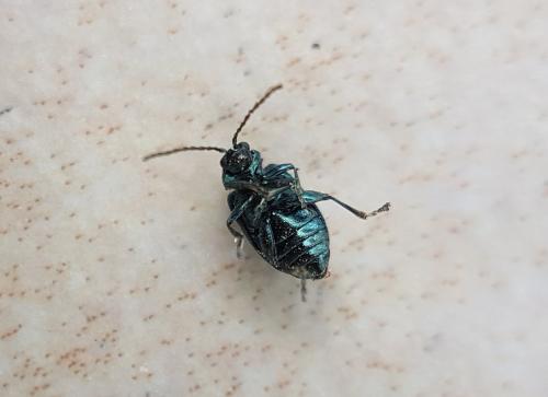 Altica sp.